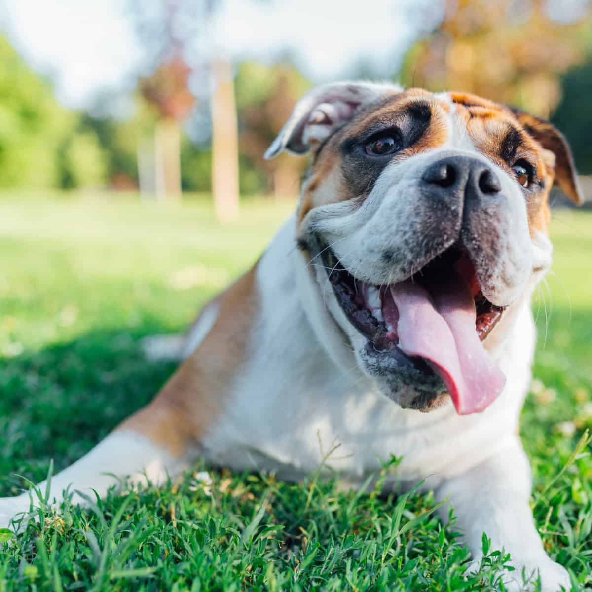 PA Dog Fence Experts