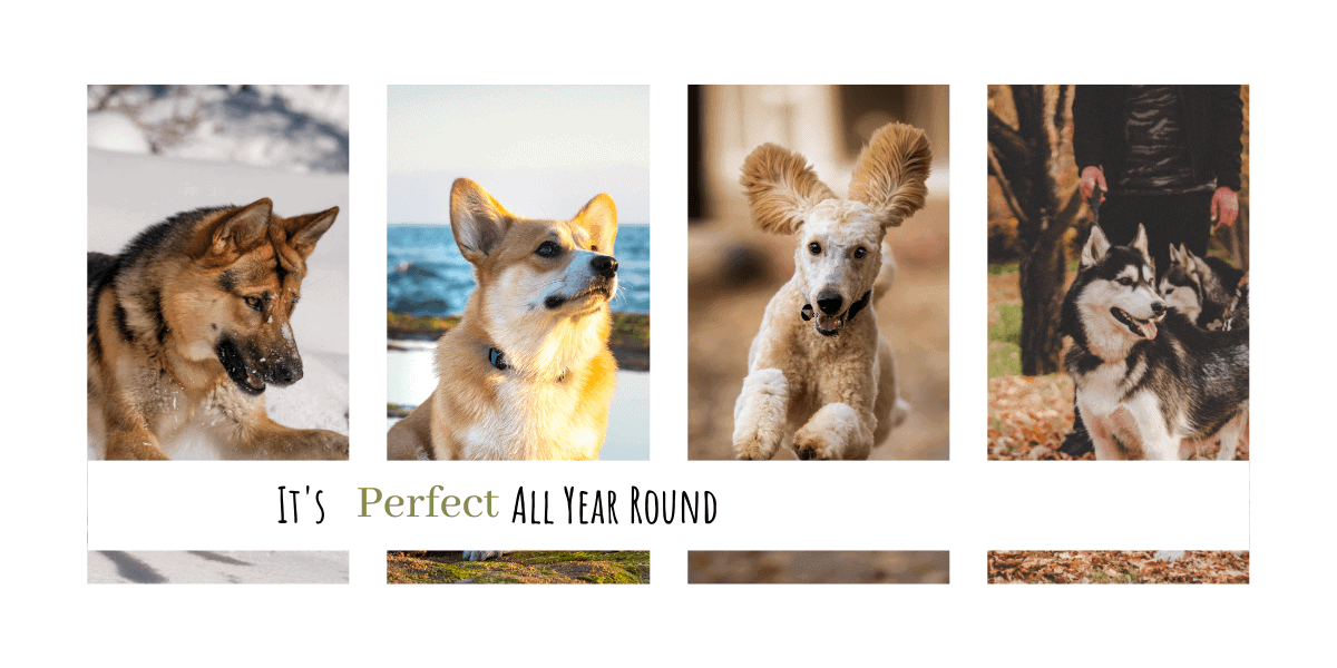 Pet Stop Is Perfect All Year Round