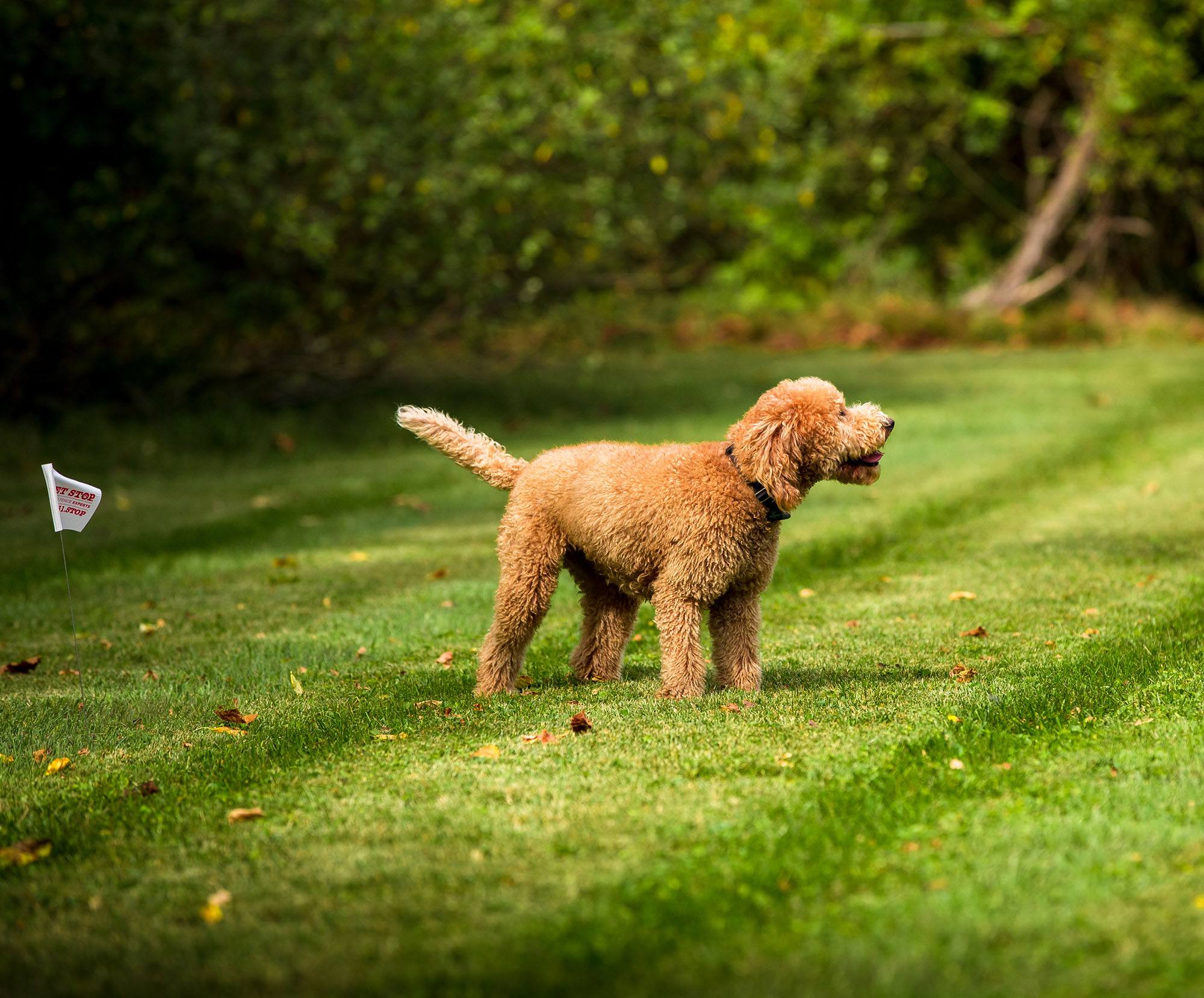 PA Dog Fence Experts 