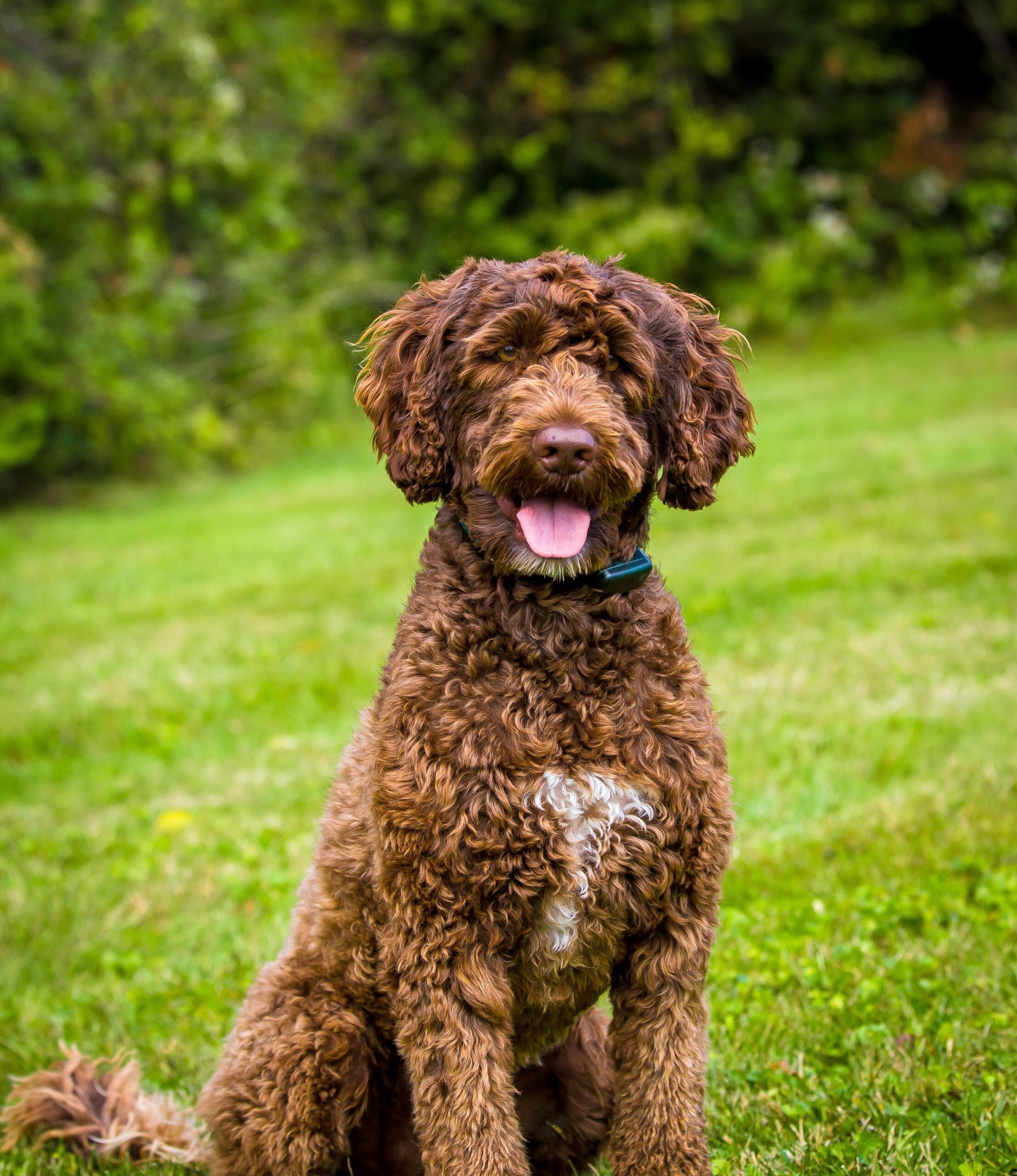 PA Dog Fence Experts 